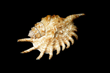 shell of a sea snail on a black background