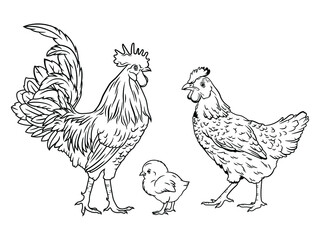 Set of rooster family. Collection of hen and rooster with baby chick. Farm bird. Country house.  Cute farm birds family. Funny chicken family. Vector illustration of village animals.