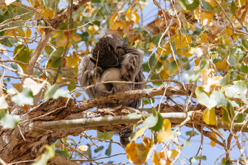 Great horned owl in autumn tree top