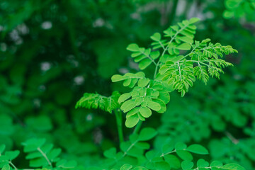 Moringa leaves in closeup: is  rich in vitamins and iron, and popular remedy for diabetes and...