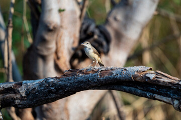 Oriental reed warbler