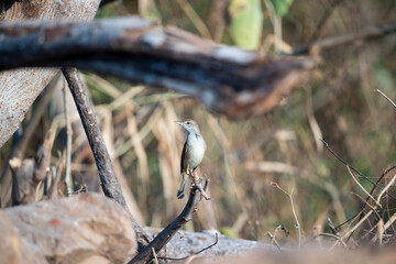 Oriental reed warbler