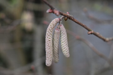 buds of willow