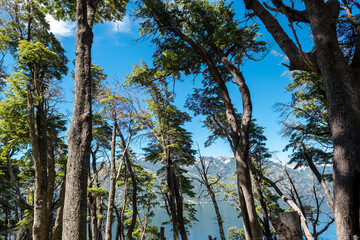 Trees in the forest close to the Lake and Mountains
