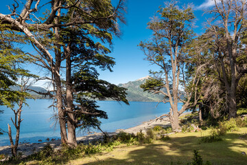 Trees on the beach. Forest and lake in the mountains.