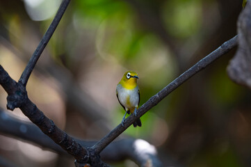 Oriental White - eye