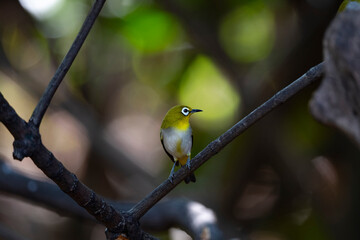 Oriental white - eye