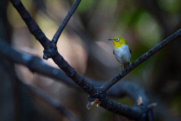Oriental white - eye