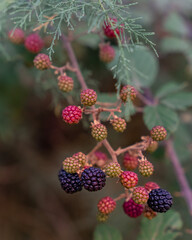 Wild blackberry in the forest