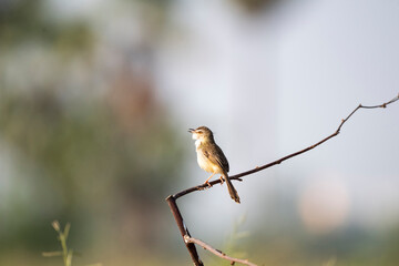 Plain Prinia