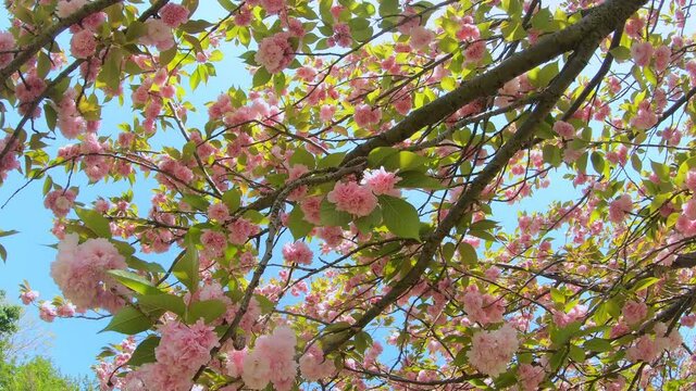 Walking through under beautiful cherry blossom flower tunnels. P.O.V shot.
Yae sakura flowers in book at springtime. 
