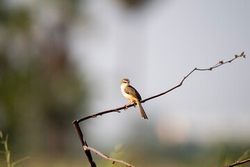 Plain Prinia