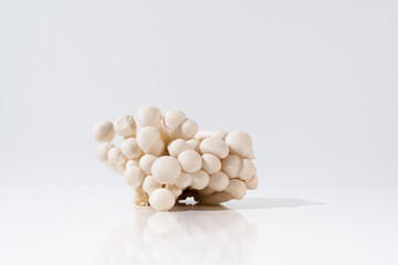 Fototapeta na wymiar Setas frescas de haya blanca, seta Buna Shimeji. Grupo de hongos comestibles sobre fondo blanco