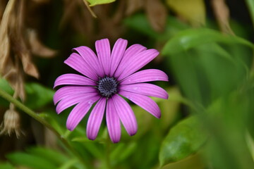 Obraz premium pink daisy flower