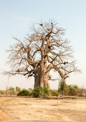 Fototapeta na wymiar A spectacular Baobab known locally as 