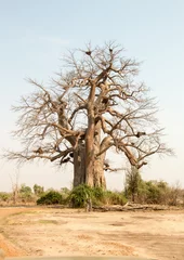Fotobehang A spectacular Baobab known locally as "the big luanga penis tree" near Mfuwe in the South Luangwa National Park, Zambia. © Bill