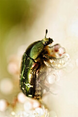scarabée doré