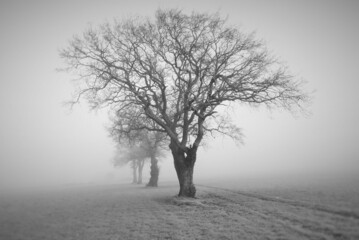 tree mist