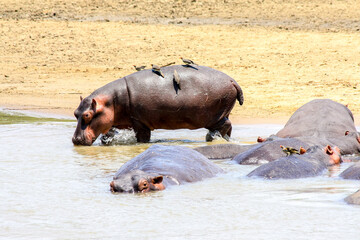 Hippos and Red-billed Oxpeckers at the edge of the Luambe River in Zambia during the dry season.
