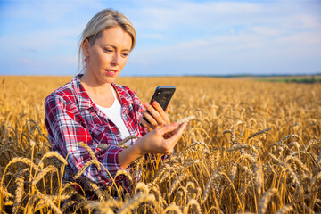Female farmer using mobile phone in field and inspecting wheat grains for harvesting