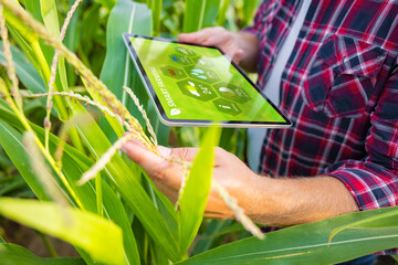 Farmer in corn field using digital tablet for smart farming - obrazy, fototapety, plakaty