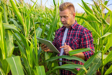 Farmer standing in corn field and using digital tablet