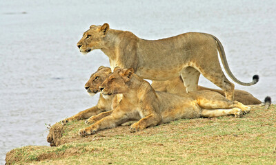 Three young Lions on the riverbank overlooking the Luangwa River in South Luangwa National Park, Zambia.