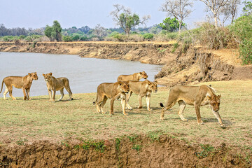 A pride of Lions on the riverbank overlooking the Luangwa River in South Luangwa National Park,...