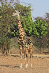 A Thorneycroft's Giraffe standing in the South Luangwa National Park in Zambia