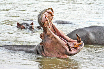 A Hippo yawning in the late afternoon before leaving the water to graze - the Luangwa River, South Luangwa National Park, Zambia.