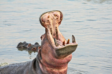 A Hippo yawning in the late afternoon before leaving the water to graze - the Luangwa River, South...