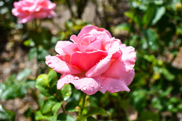 pink rose in garden