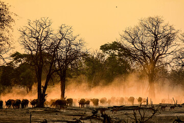 A herd of Buffalo raises the dust in the early morning sunlight of South Luangwa National Park in Zambia. - obrazy, fototapety, plakaty
