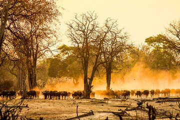 A herd of Buffalo raises the dust in the early morning sunlight of South Luangwa National Park in Zambia.