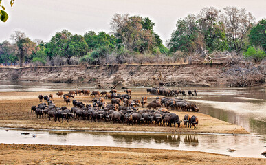 A herd of Buffalo comes down to the sandbanks of the Luangwa River to drink drink at dusk