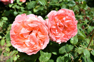 red carnation flower
