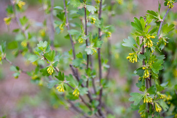 Fototapeta na wymiar Blooming branch of a ribes, currant with fresh green leaves and yellow buds on another bush background. Spring blossom garden
