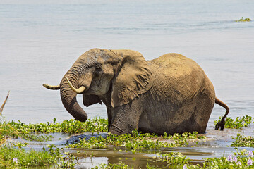 A large adult female Elephant enoys a drink amongst the water hyacinths of the Zambezi River at Old...
