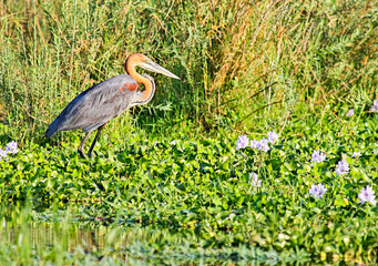 A Goliath Heron patiently waits for a chance  of a meal in amongst the water hyacinths of the...