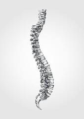 Anatomical figure of the spine - obrazy, fototapety, plakaty