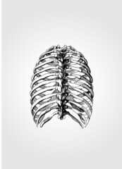 Anatomical image of a person's chest ribbon
