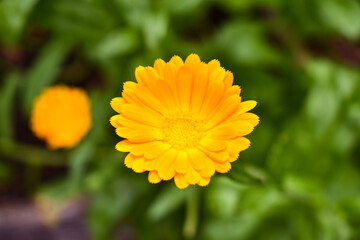 yellow flower in the garden