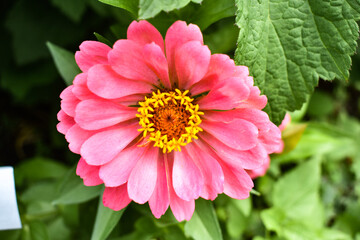 pink dahlia flower