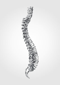 Anatomical figure of the spine