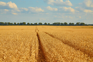 Fototapeta premium Golden wheat field with blue sky