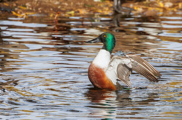 Fototapeta premium Northern shoveler drake duck in pond