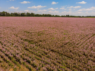field full of purple flowers air photo