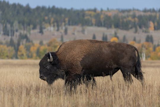 Bison in Autumn in Grand Teton National Park Wyoming