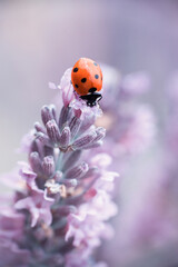coccinelle et lavande