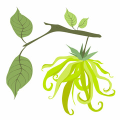 Beautiful Flower, Illustration of Yellow Color of Ylang-Ylang Flower Isolated on A White Background
